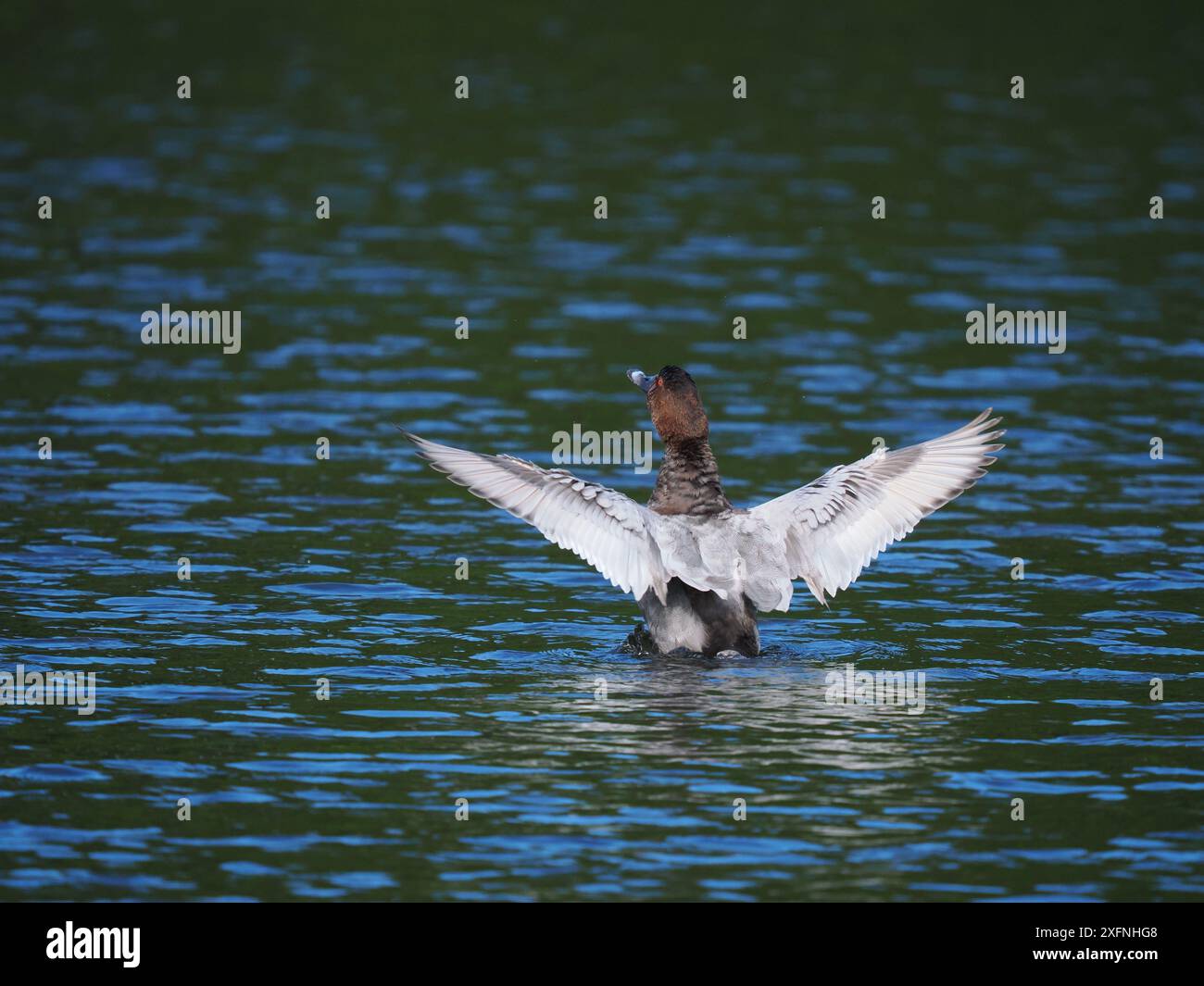 Männlicher Pochard, hier dehnt er seine Flügel aus. Stockfoto