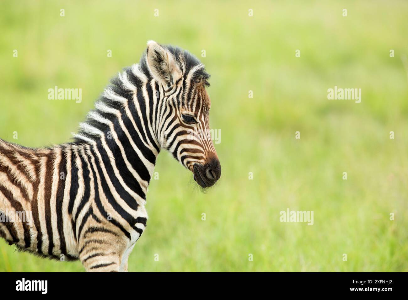 Burchell's Zebra (Equus quagga burchellii) Kalb, Rietvlei Nature Reserve, Provinz Gauteng, Südafrika Stockfoto