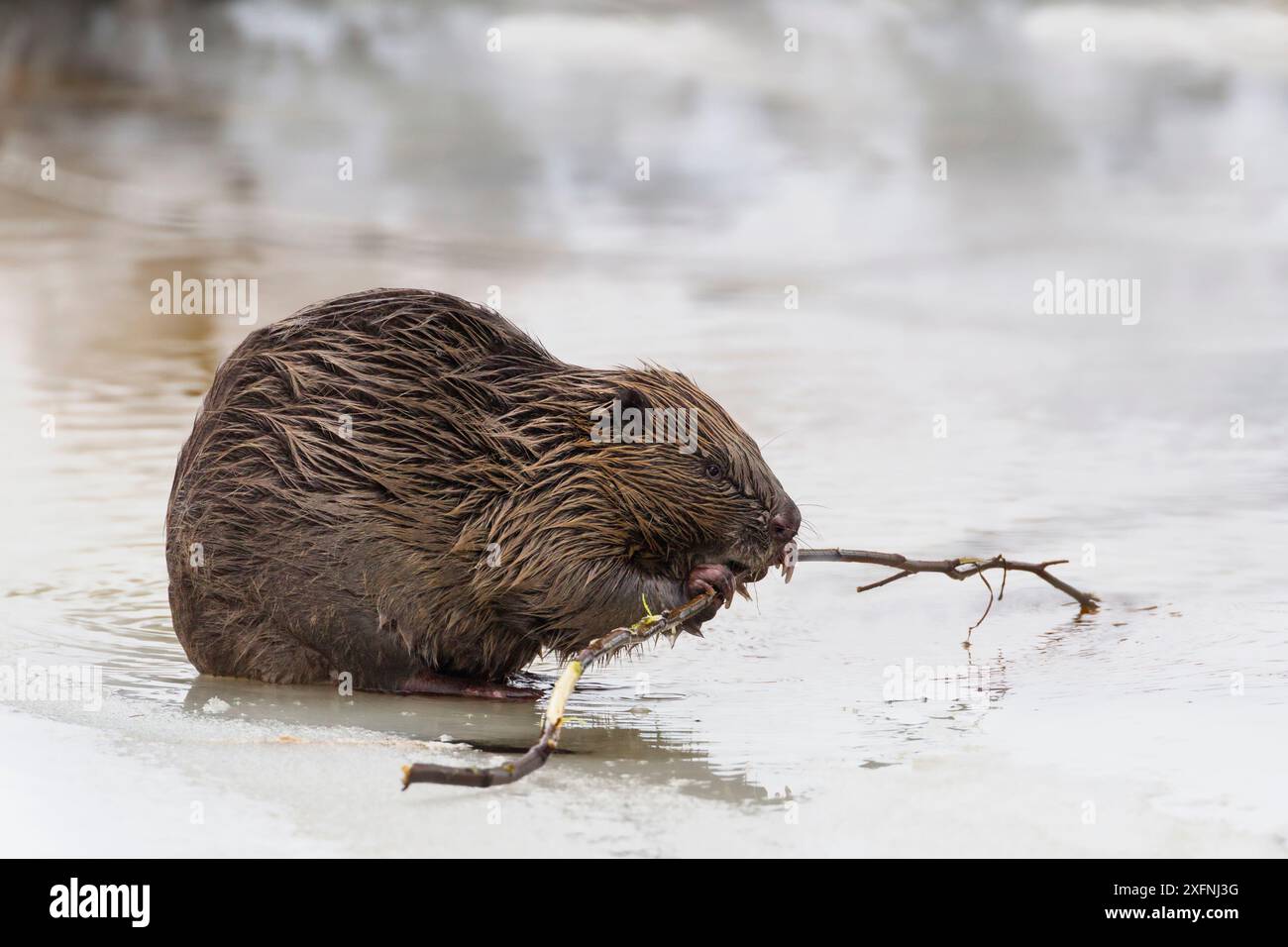 Eurasischer Biber (Castor fiber), der auf dem Eis des Flusses sitzt, auf dem Ast sitzt. Südnorwegen. Februar. Stockfoto