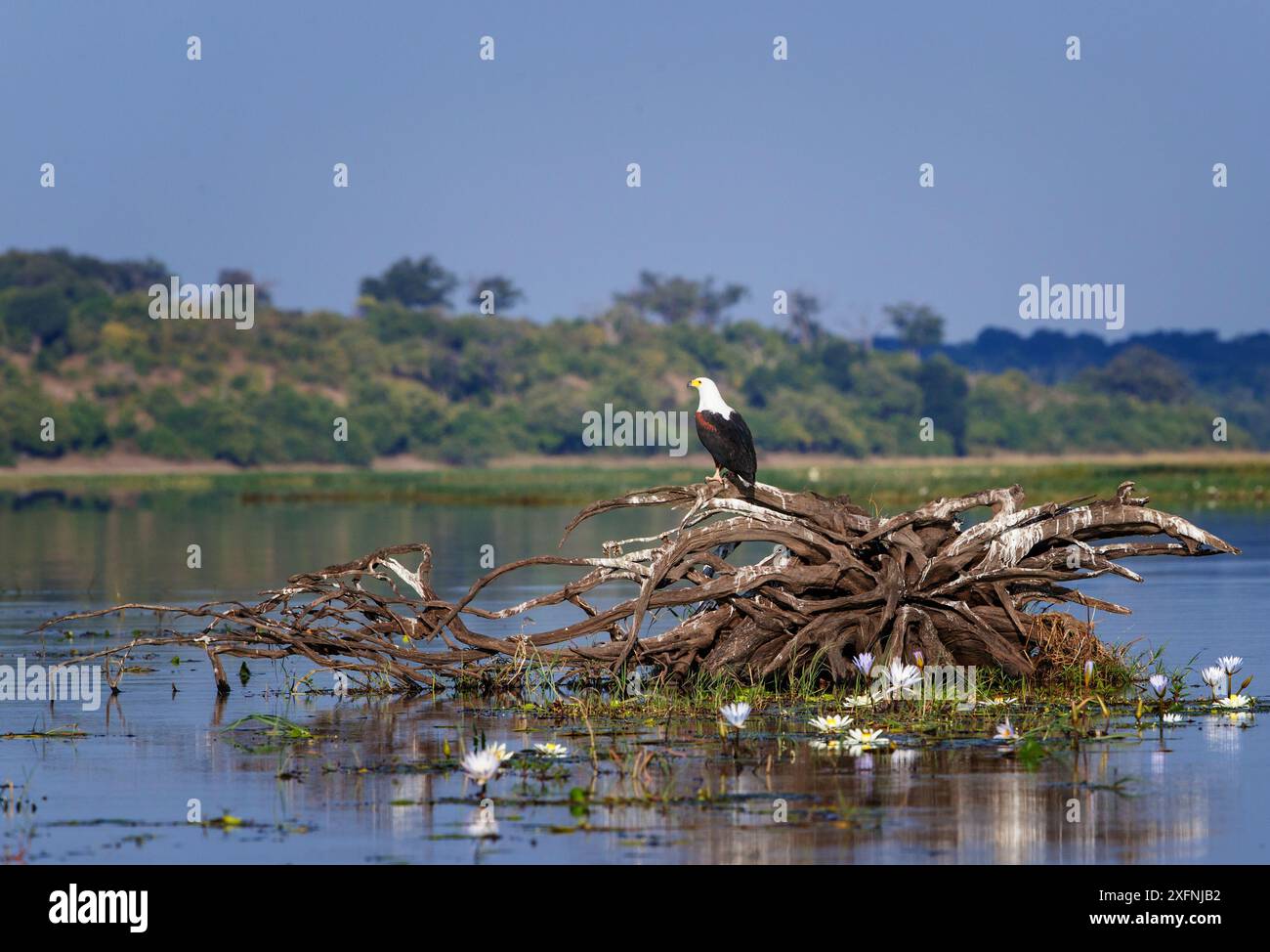 Afrikanischer Fischadler (Haliaeetus vocifer) auf einer umgedrehten Baumwurzel im Chobe River, Chobe National Park, Botswana. Mai. Stockfoto