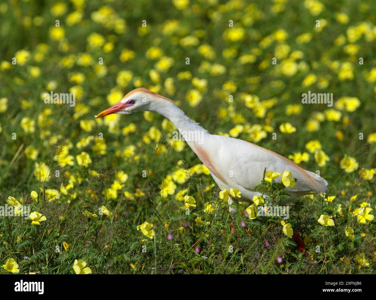 Rinderreiher (Bubulcus ibis) im Zuchtgefieder, auf der Suche nach Insekten unter Devilsthorn Blumen, Etosha Nationalpark, Namibia. Stockfoto