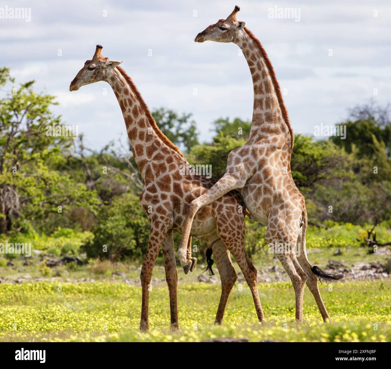 Giraffe (Giraffa cameloparalis) Männchen in dominanter Paarung, Etosha Nationalpark, Namibia, März. Stockfoto