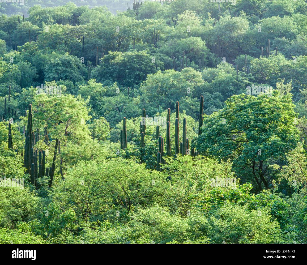 Deciduos Walddach unterbrochen von riesigen Hecho-Kakteen (Pachycereus pectin-aboriginum) Sierra Alamos, Mexiko. Stockfoto