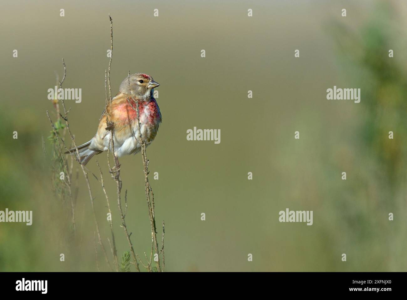 Gemeines Linnet (Carduelis cannabina) männlich auf einem Ast, Vendee, Frankreich, April Stockfoto