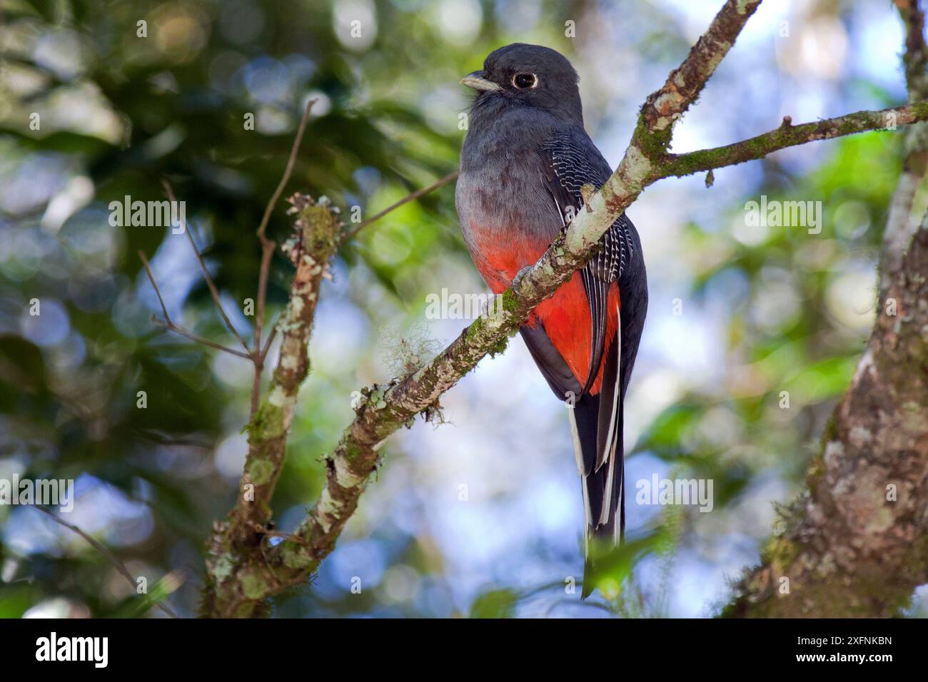 Surucua trogon (Trogon surrucura) Ribeirao Grande, Sao Paulo, Intervales State Park, Atlantischer Wald Südostreservate, UNESCO-Weltkulturerbe, Brasilien. Stockfoto