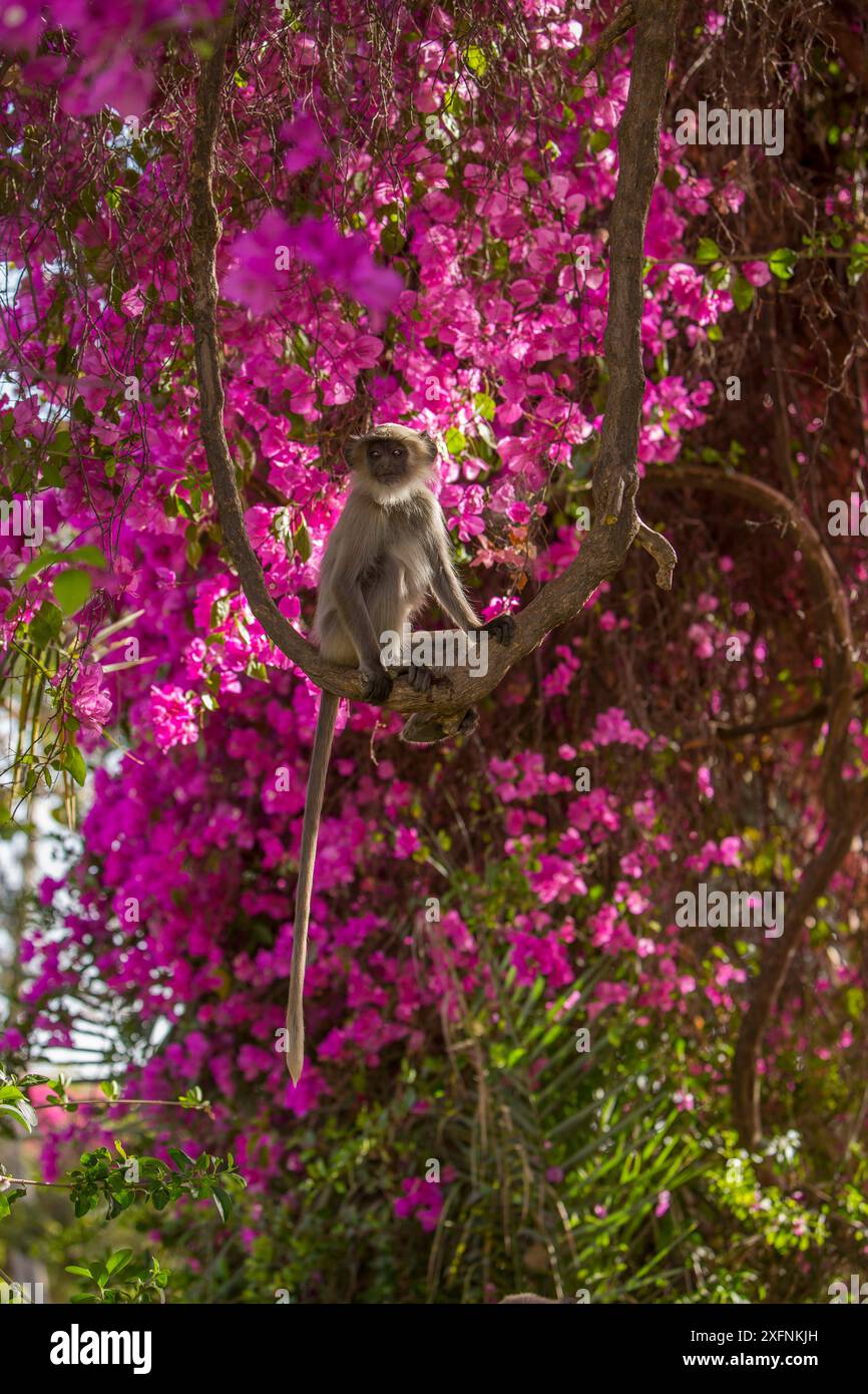 Hanuman Langurs (Semnopithecus Entellus) in Bougainvillea Mandore Garten, Jodhpur, Indien. Stockfoto