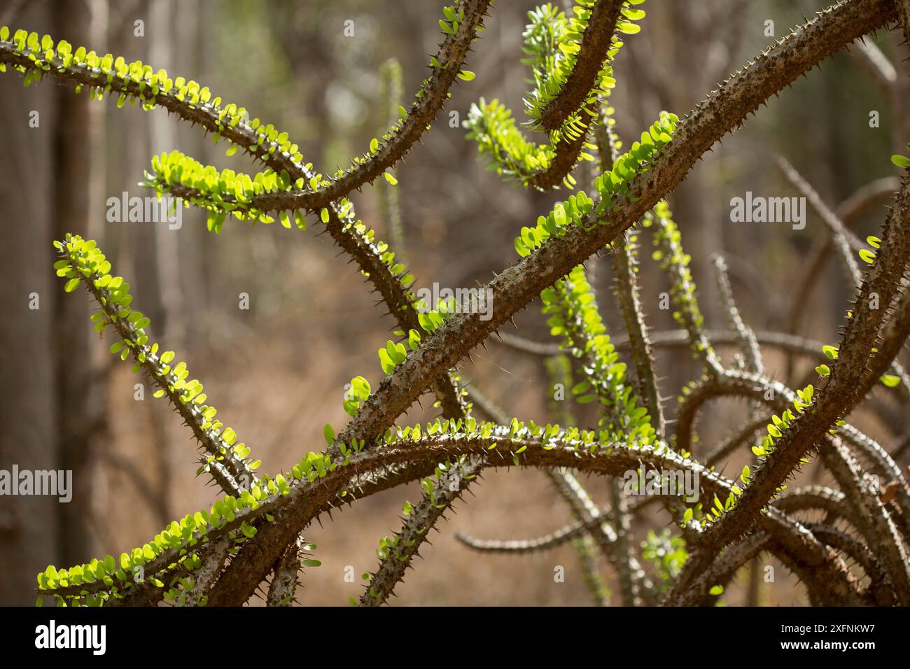 Octopus Tree (Didiera Madagascariensis), stachelige Wald, Berenty, Madagaskar Stockfoto