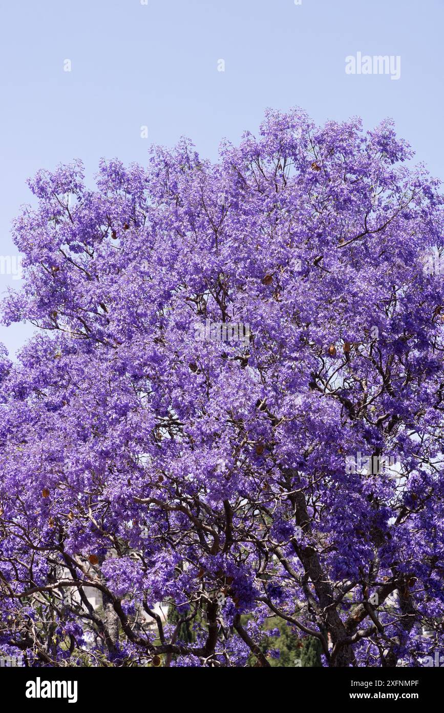 Blauer Jacaranda-Baum, Jacaranda Mimosifolia, blüht am blauen Himmel, Mexiko Stockfoto