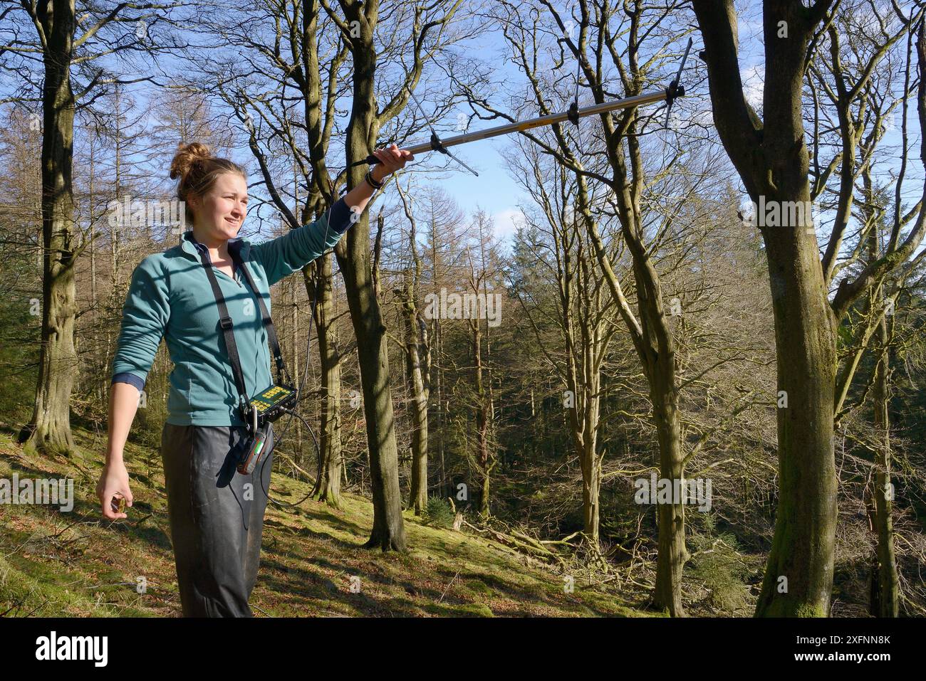 Catherine McNicol Radiotracking in Mischwäldern aus Buchen und Nadelwäldern, um Funkhörnchen (Sciurus carolinensis) in dem Gebiet zu lokalisieren, in dem ihre Raubtiere, Pine Martens (Martes Martes), vom Vincent Wildlife Trust, Cambrian Mountains, Wales, Großbritannien, im Februar 2016 nach Wales gebracht wurden. Modell freigegeben. Stockfoto