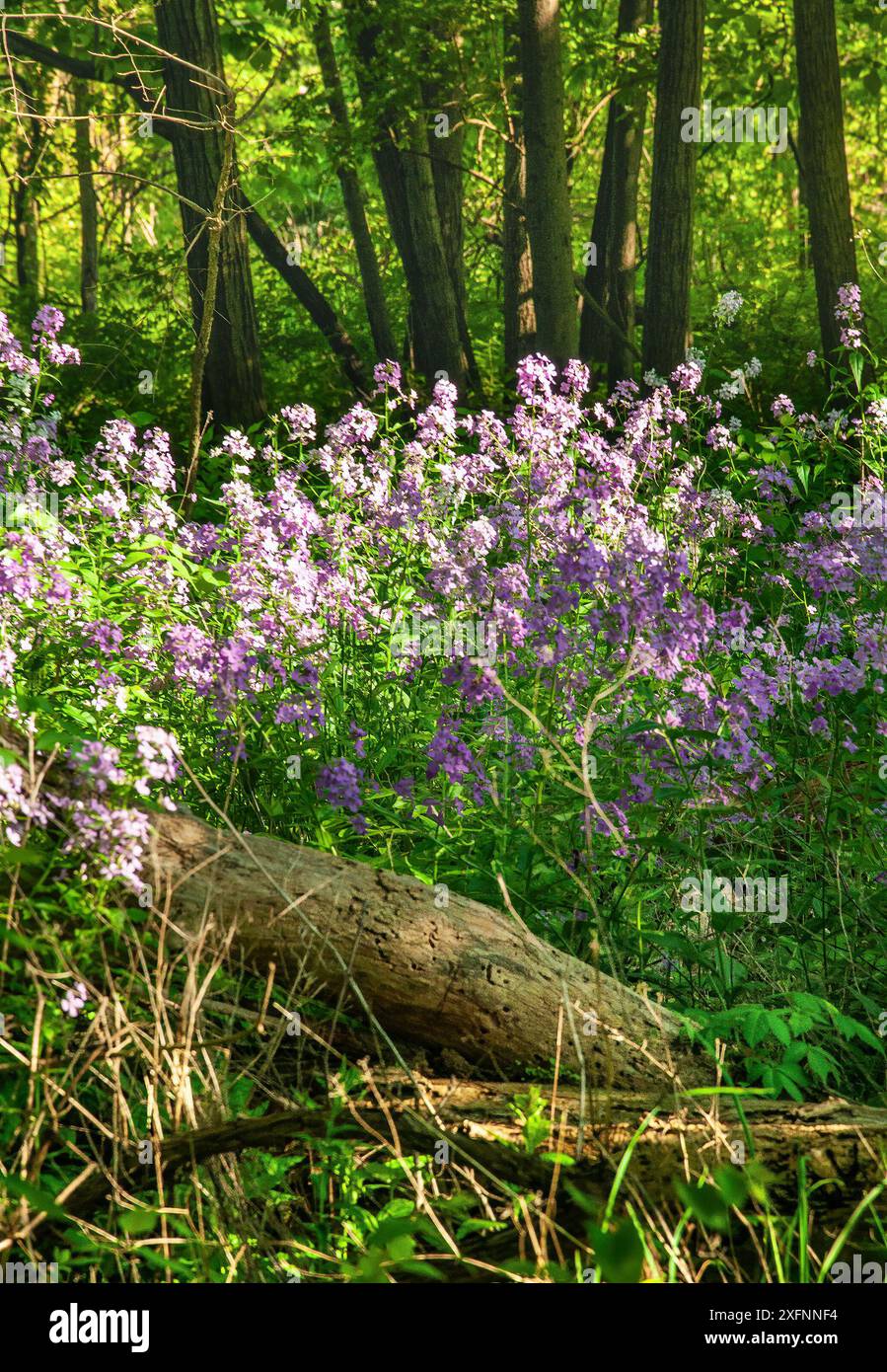 Violette Wildblumen in Waldboden voller Schmutz Stockfoto