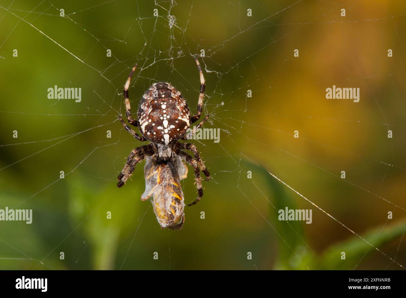 Gartenspinne (Araneus diadematus) isst eine in ihrem Netz gefangene Graswespe (Vepsa vulgaris), Bristol, England, Großbritannien, September. Stockfoto