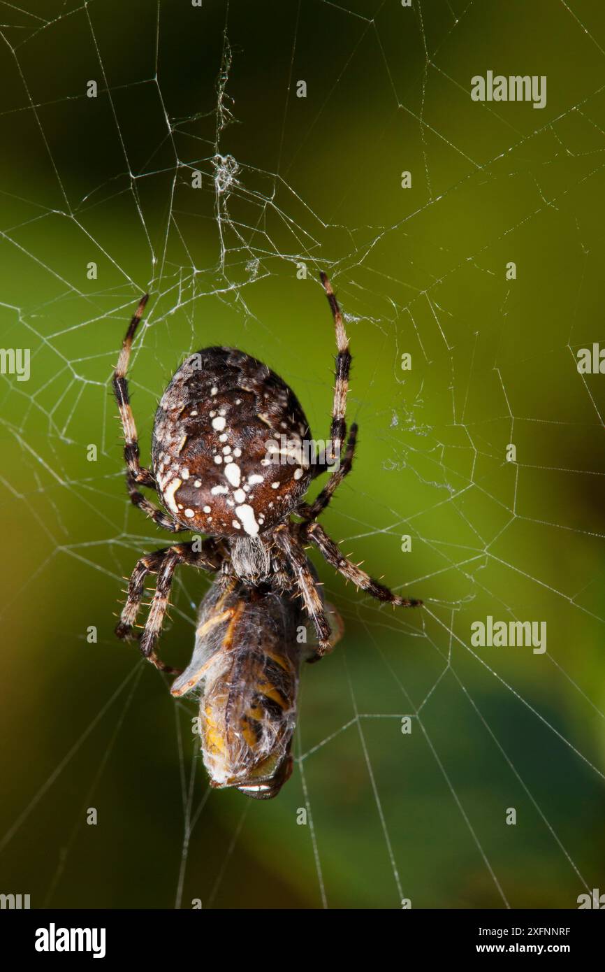 Gartenspinne (Araneus diadematus) isst eine in ihrem Netz gefangene Graswespe (Vepsa vulgaris), Bristol, England, Großbritannien, September. Stockfoto