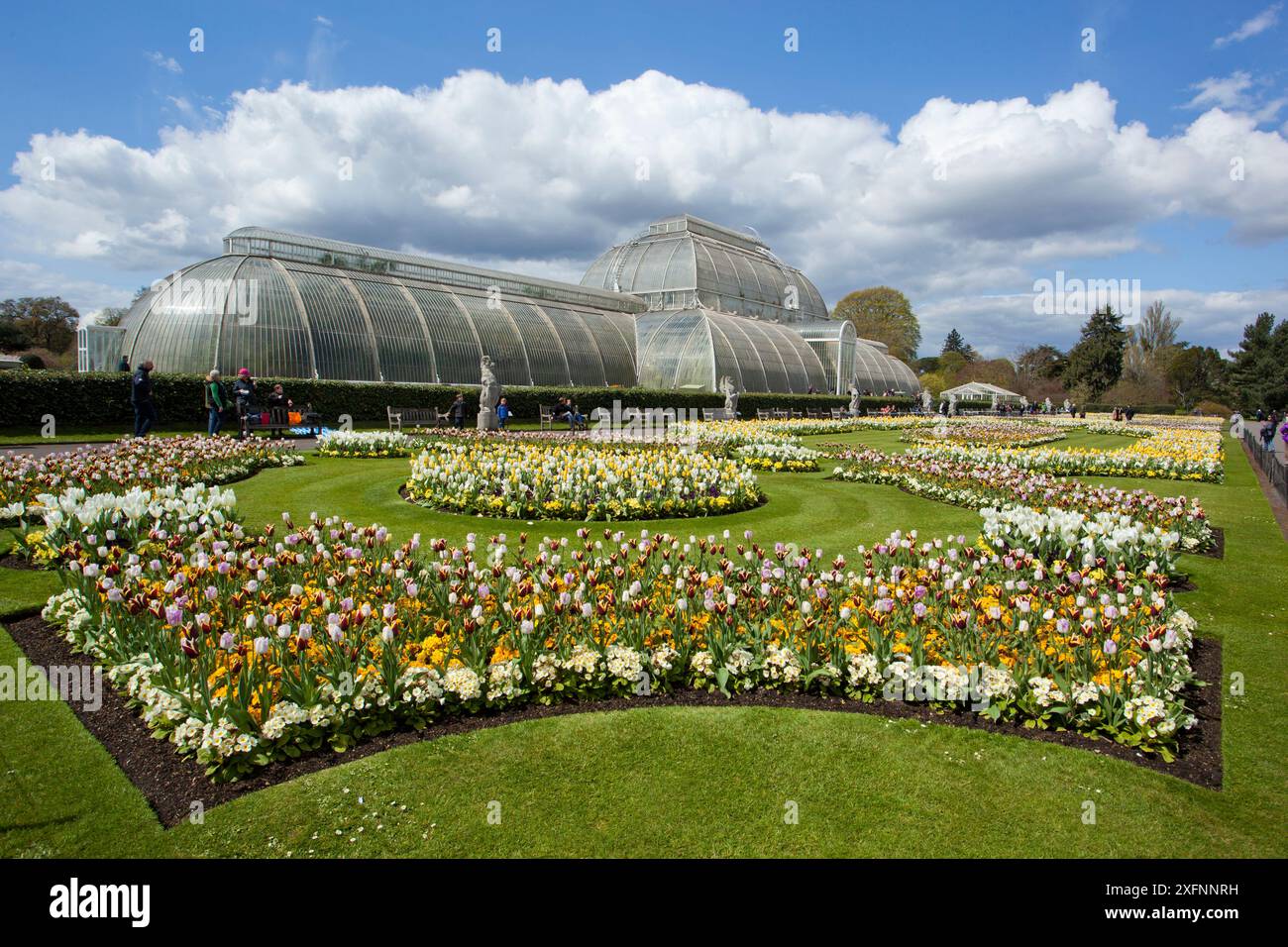 Palmenhaus, mit blühenden Tulpen (Tulipa) im Vordergrund, Kew Gardens, London, England, Vereinigtes Königreich, April 2016. Stockfoto