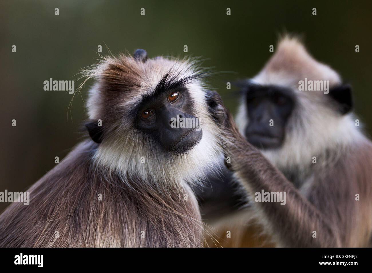 Tufted Grey langurs Grooming (Semnopithecus priam thersites). Polonnaruwa, Sri Lanka, Februar. Stockfoto