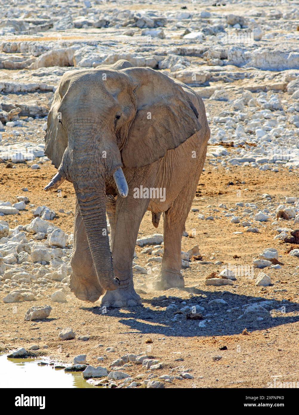 Ein einsamer afrikanischer Elefant, der durch das trockene, raue felsige Gelände im Etosha National Park spaziert Stockfoto