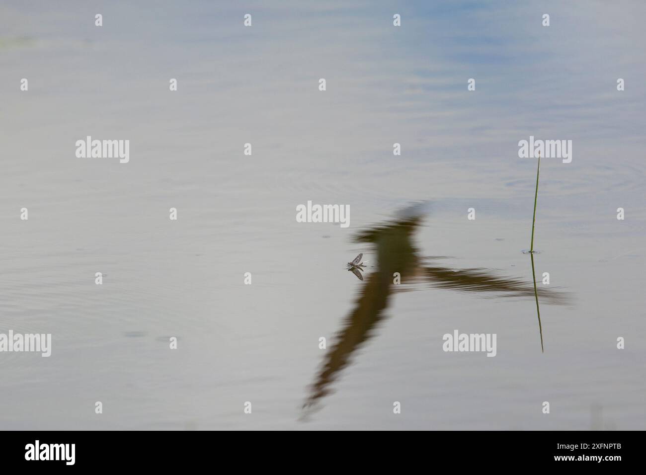 Reflexion von Sand Martin (Riparia riparia) Jagd auf gefleckte Eintagsfliege (Callibaetis sp.) Madison River, Montana, USA, Mai. Stockfoto