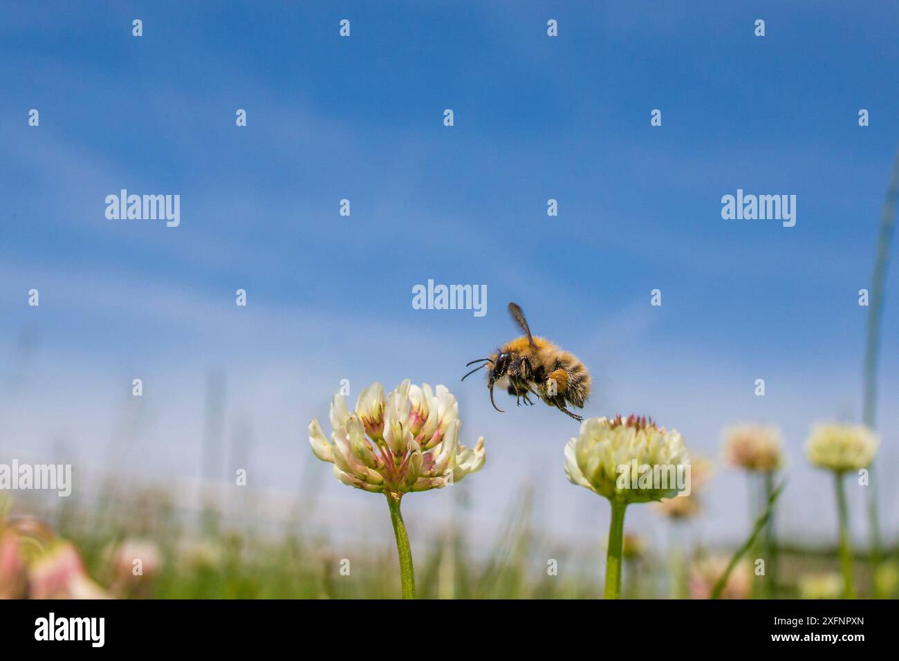 Gemeine Karderhummel (Bombus pascuorum) Klee (Trifolium) Blüte auf ungemähtem Rasen, Monmouthshire, Wales, Vereinigtes Königreich. Juni. Stockfoto