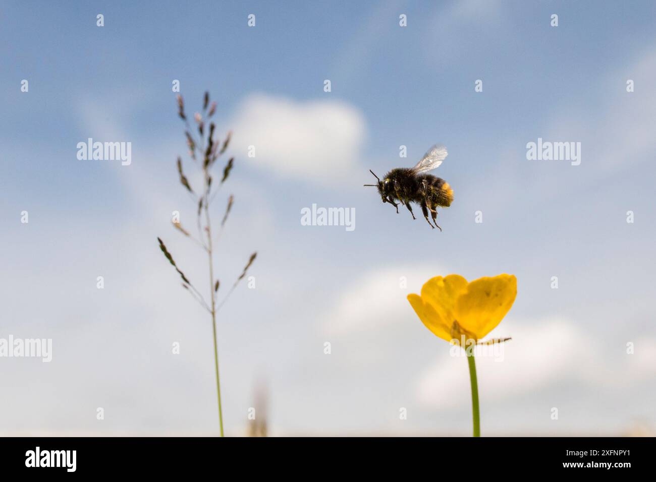 Hummel (Bombus terrestris), Start ab Lesser Celandine (Ranunculus ficaria), Monmouthshire, Wales, Großbritannien, Juni. Stockfoto