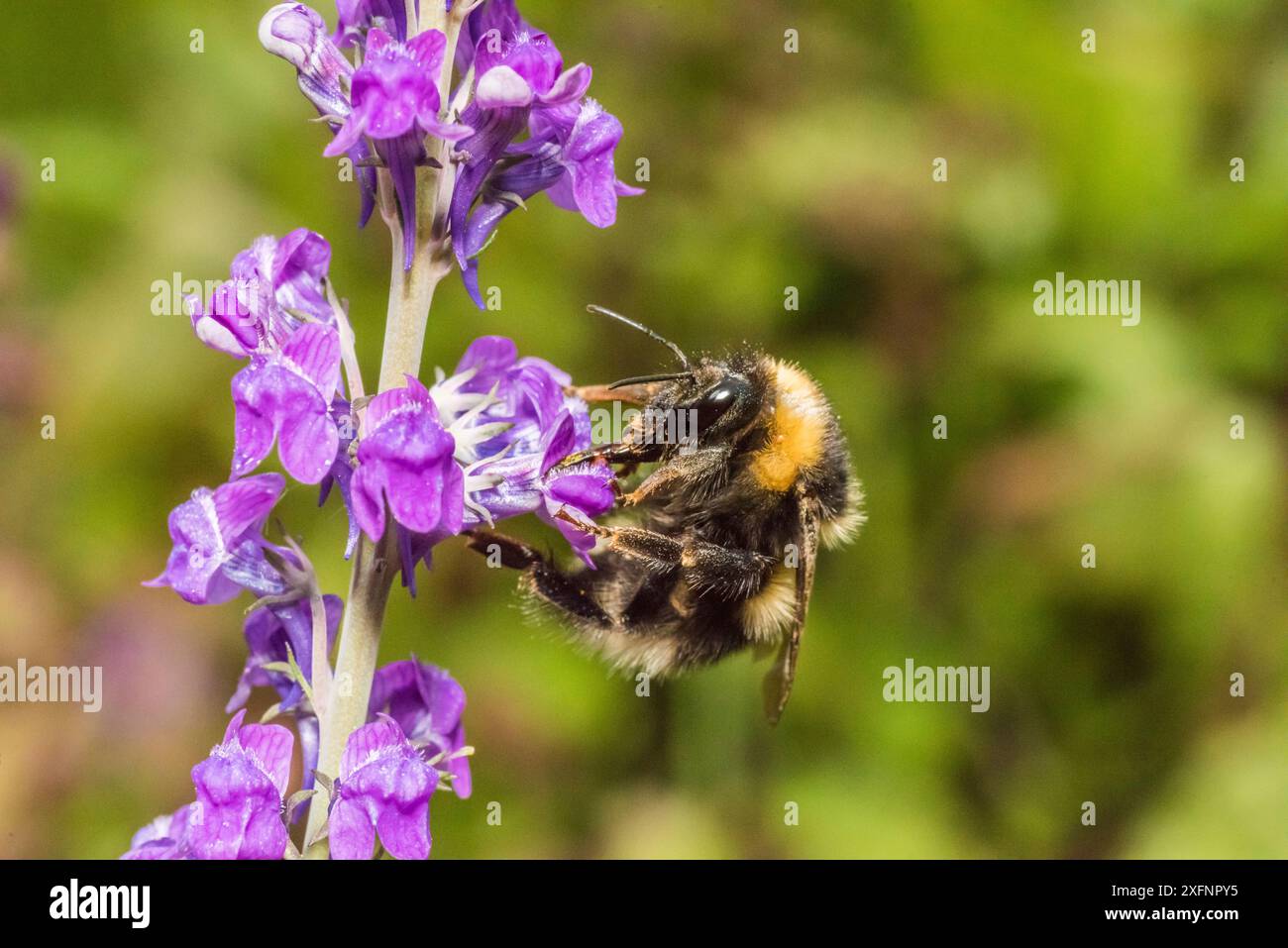 Arbeiter der Gartenhummel (Bombus hortorum) besucht im Juni Purple toadflax (Linaria purpurea) Monmouthshire, Wales, Vereinigtes Königreich. Stockfoto