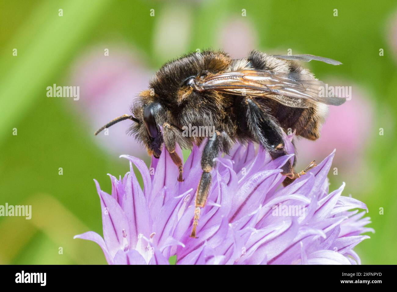 Baumhummel (Bombus hypnorum) melanistische Form, Wales UK, Juni. Stockfoto