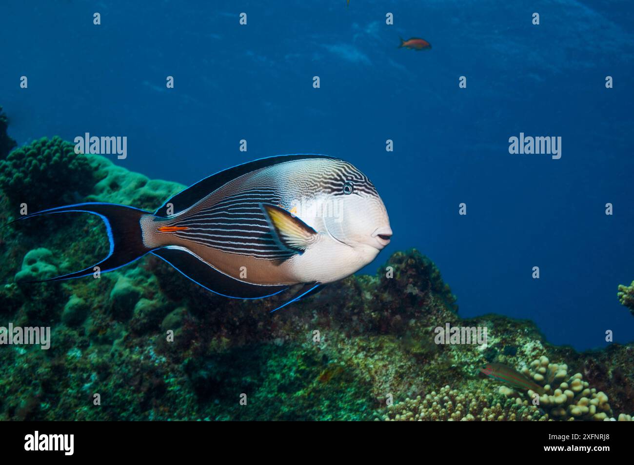 Sohal Surgeonfish (Acanthurus sohal), Rotes Meer, Ägypten. Januar. Stockfoto