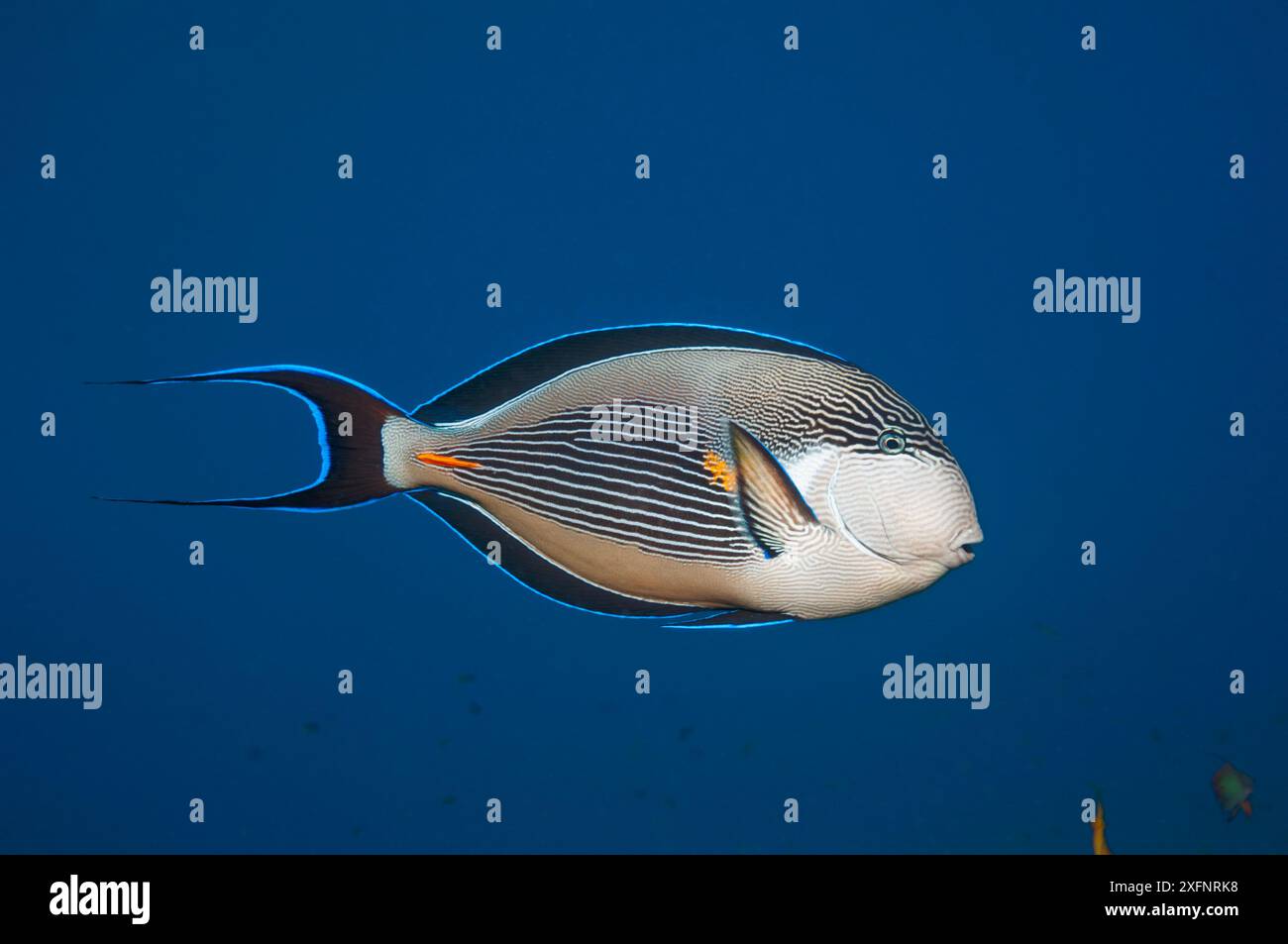 Sohal Surgeonfish (Acanthurus sohal), Rotes Meer, Ägypten. Januar. Stockfoto