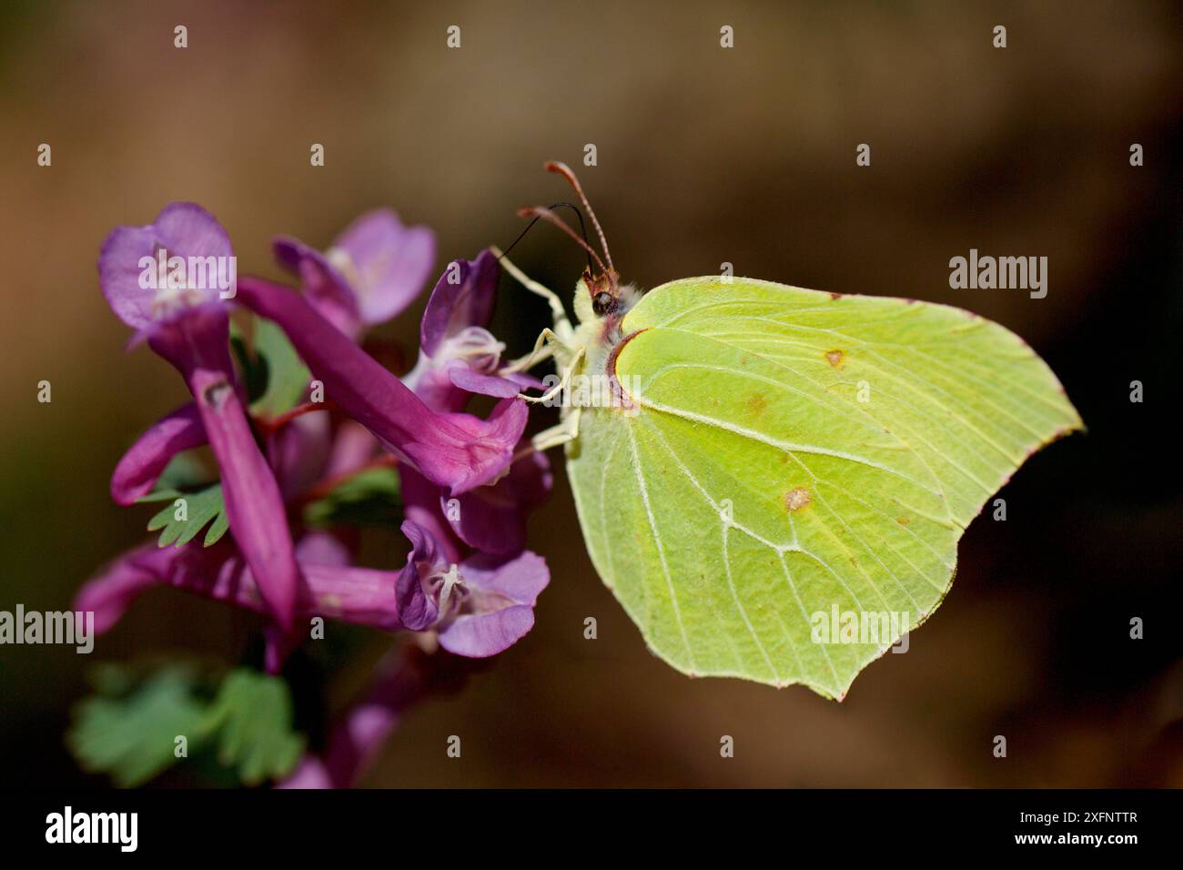 Schwefel-Schmetterling (Gonepteryx rhamni), Isere, Frankreich, März. Stockfoto