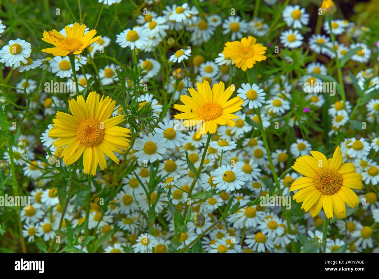 Corn Ringelblume (Chrysanthemum segetum) und Feverfew. (Chrysanthemum parthenium) England, Vereinigtes Königreich. Stockfoto