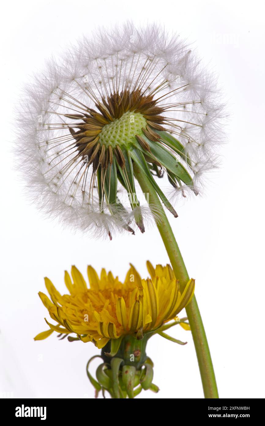 Löwenzahn (Taxaxacum officinale) Samenkopf und Blüten. England, Großbritannien. Stockfoto