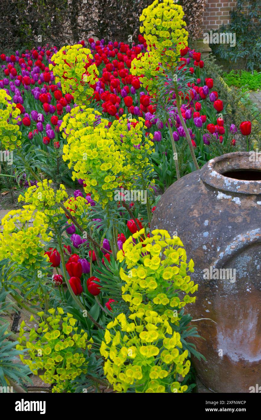 Spurge (Euphorbia character ias subsp. Wulfenii) im Garten mit Tulpen (Tulipa) und Urne, England, Großbritannien. Stockfoto