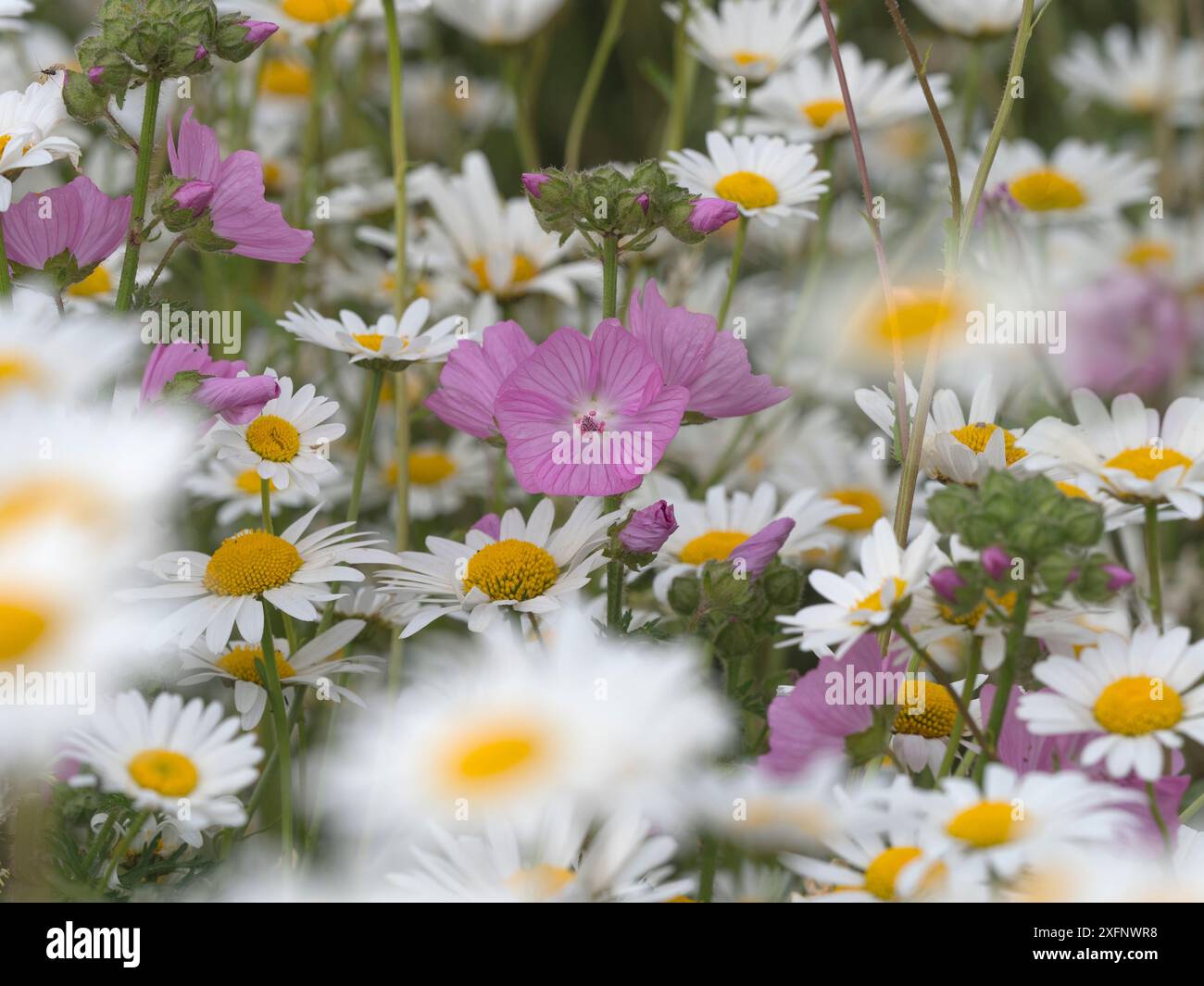 Moschusmalve (Malva moschata) und Ochsenaugen-Gänseblüten (Leucanthemum vulgare) im Garten. England, Großbritannien. Stockfoto