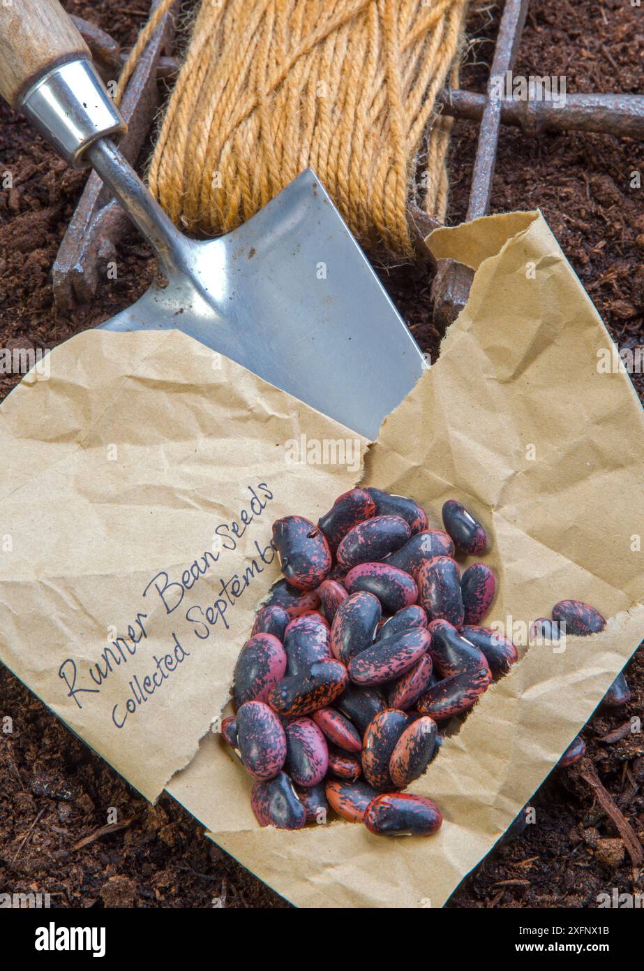 Saatgut der Stufenbohne (Phaseolus coccineus), bereit zum Anpflanzen. England, Großbritannien. Stockfoto