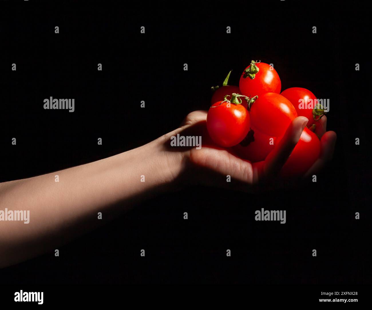 Kirschtomate in der Hand auf schwarzem Hintergrund Stockfoto
