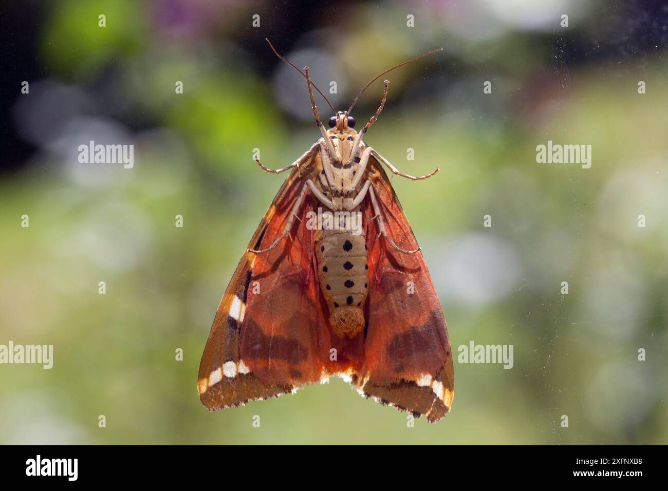 Jersey Tigermotte (Euplagia quadripunctaria), Sark, Britische Kanalinseln, Juli. Stockfoto