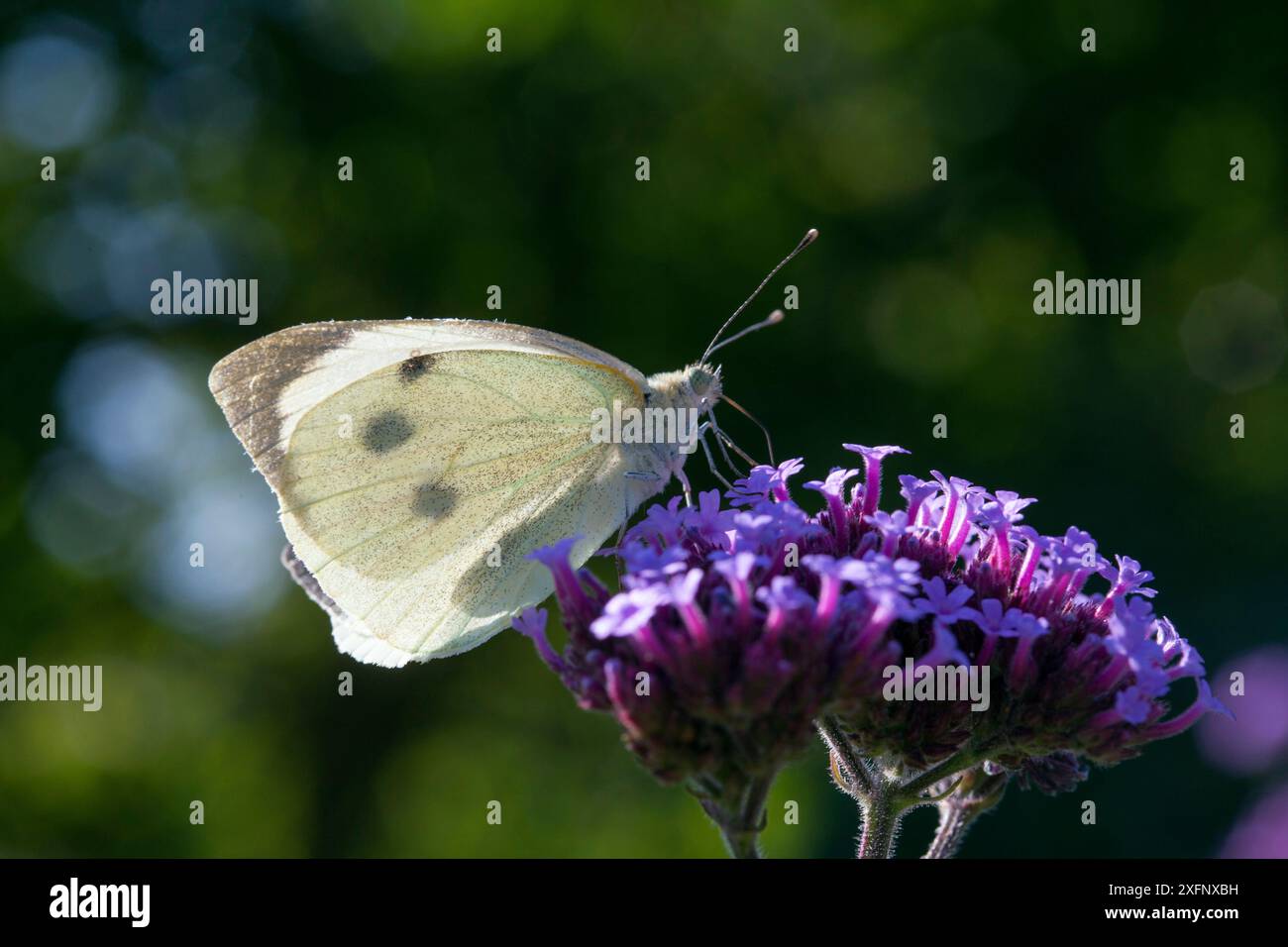 Großer weißer Schmetterling (Pieris brassicae), Sark, britische Kanalinseln, August. Stockfoto