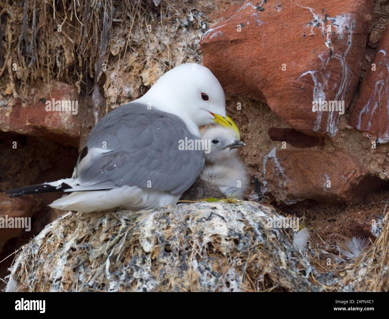 Schwarzbeinige Kätzchen (Rissa tridactyla) auf Nest mit Jungen auf dem Vorsprung von Dunbar Castle, East Lothian, Schottland, Vereinigtes Königreich, Juni. Stockfoto