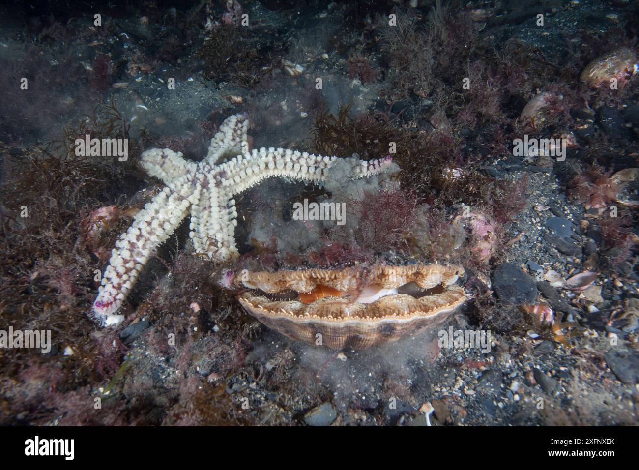 Stachelseestern (Marthasterias glazialis), Jagd auf Jakobsmuschel (Pecten maximus) Isle of man, Juli. Stockfoto