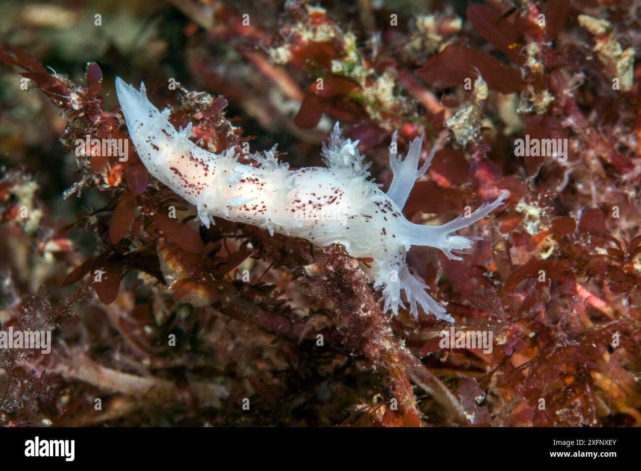 Nacktschnecke (Dendronotus frondosus) Isle of man, Juli. Stockfoto