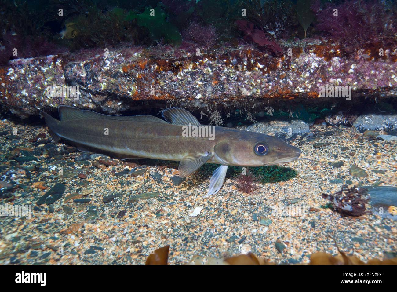 Ling (Molva molva) Isle of man, Juli 2015 Stockfoto