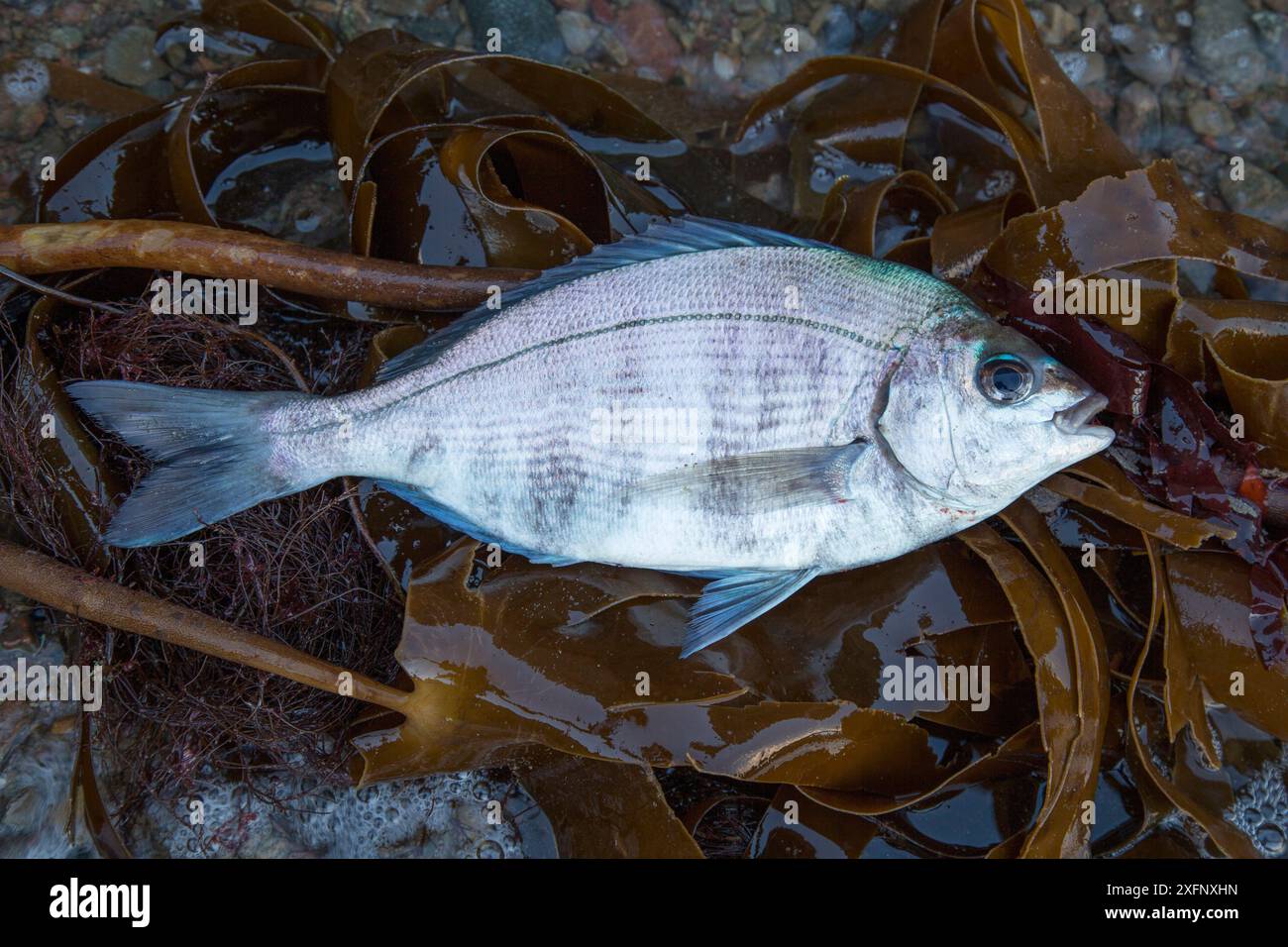 Schwarze Brassen (Spondyliosoma cantharus), die im August an der Küste von Sark auf den Britischen Kanalinseln angespült wurden. Stockfoto