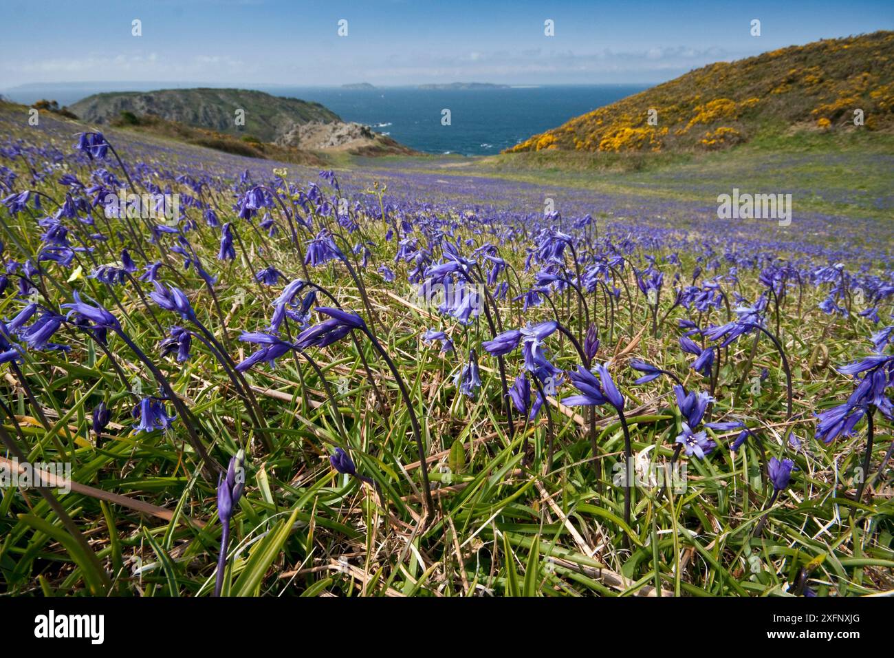 Blauglocken (Hyacinthoides non-scripta), Sark, britische Kanalinseln, Mai. Stockfoto