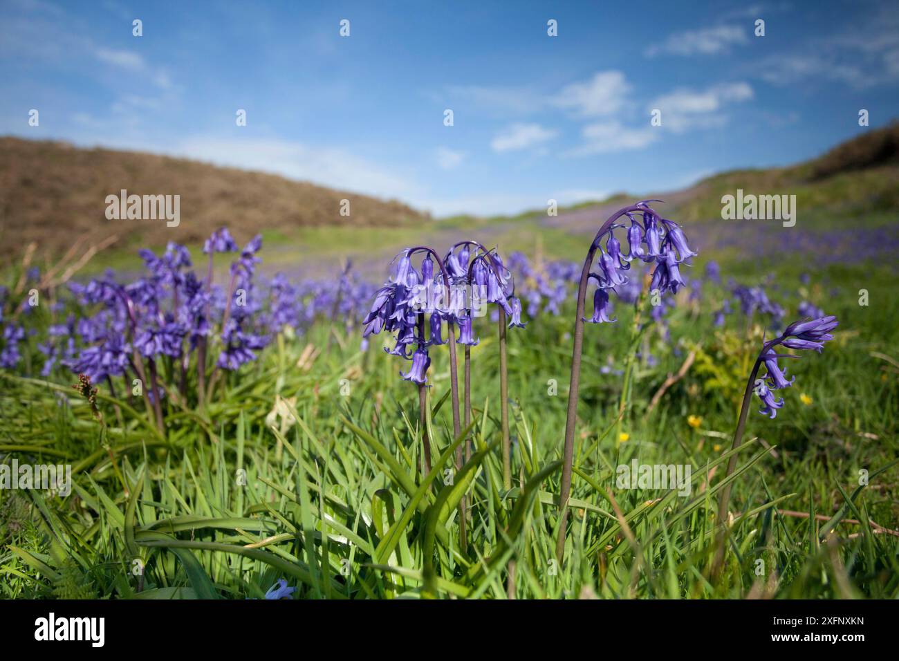 Blauglocken (Hyacinthoides non-scripta) Sark, britische Kanalinseln, Mai. Stockfoto