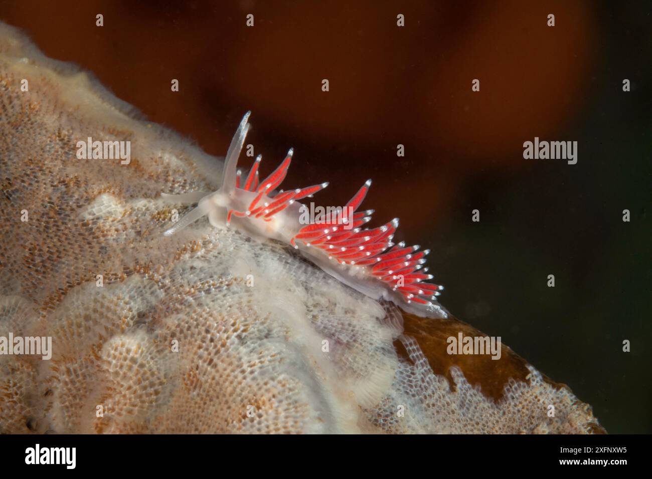 Nacktschnecke (Flabellina gracilis), Fütterung an Bryozoan (Membranipora membranacea), Trondheimsfjord, Norwegen, Juli. Stockfoto