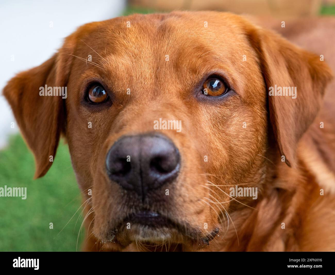 Labrador Hundelook, ausdrucksstarke Augen blicken geradeaus, Makrofotos, viele Details, warmes Sonnenlicht, verschwommener Hintergrund Stockfoto