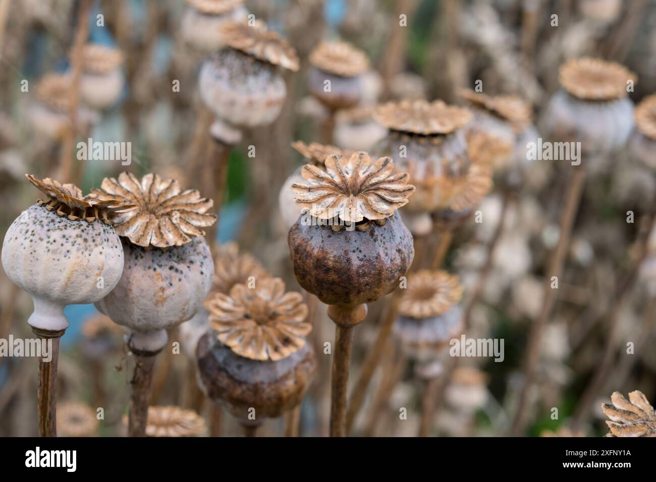 Opiummohn (Papaver somniferum) getrocknete Samenköpfe. Stockfoto