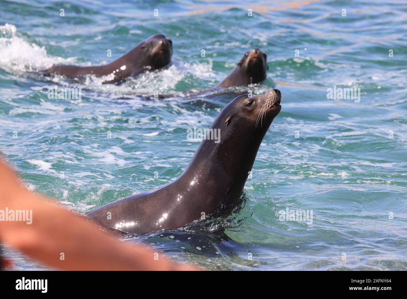 Der Yorkshire Wildlife Park, ein Zoo, Naturschutzzentrum & Rehabilitation & Touristenattraktion, in der Nähe von Doncaster, Süd-Yorkshire. Stockfoto