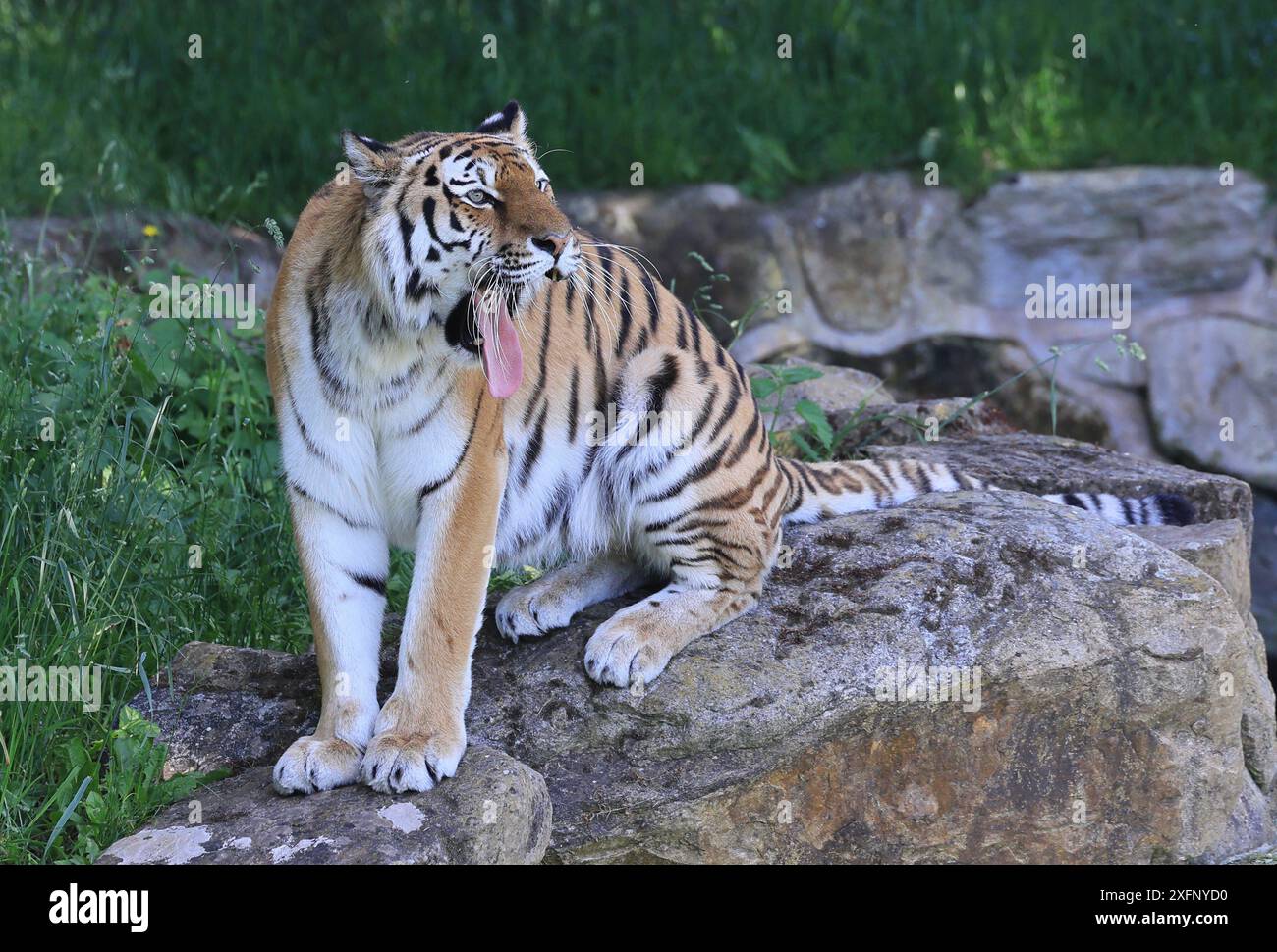 Der Yorkshire Wildlife Park, ein Zoo, Naturschutzzentrum & Rehabilitation & Touristenattraktion, in der Nähe von Doncaster, Süd-Yorkshire. Stockfoto