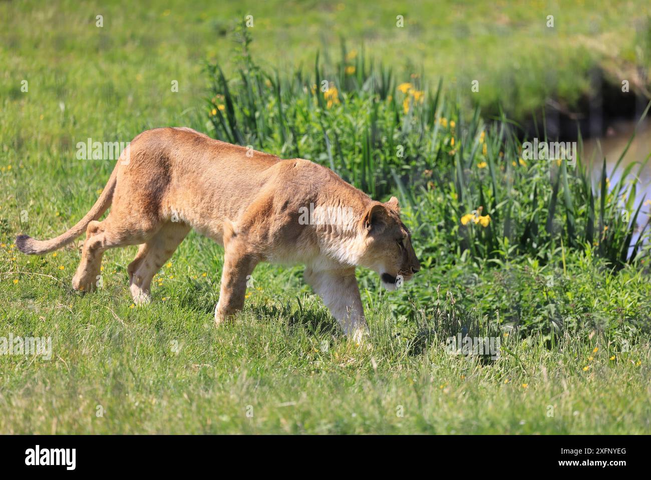 Der Yorkshire Wildlife Park, ein Zoo, Naturschutzzentrum & Rehabilitation & Touristenattraktion, in der Nähe von Doncaster, Süd-Yorkshire. Stockfoto