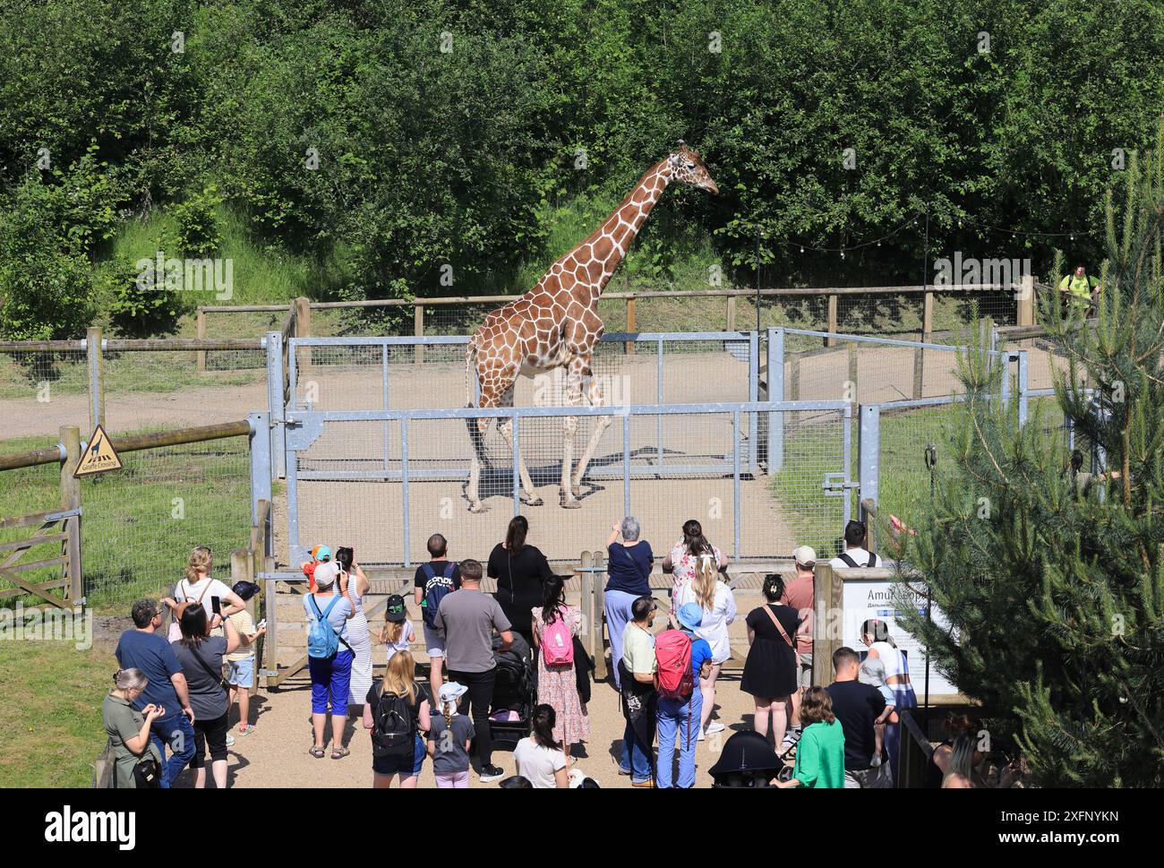 Der Yorkshire Wildlife Park, ein Zoo, Naturschutzzentrum & Rehabilitation & Touristenattraktion, in der Nähe von Doncaster, Süd-Yorkshire. Stockfoto