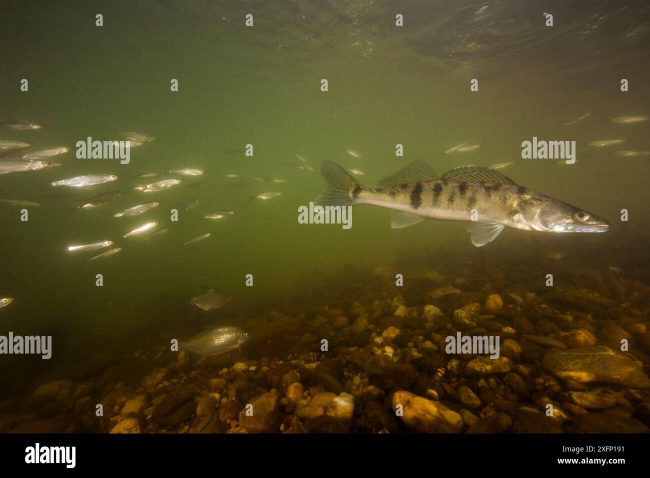 Zander (Sander lucioperca) Tarn River, Frankreich, Juni. Stockfoto